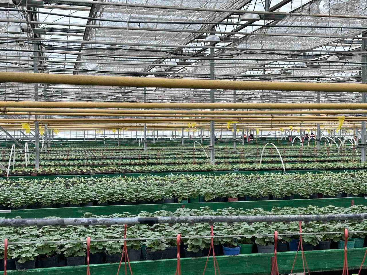 В Бресте планируют высадить более 500 тысяч цветов