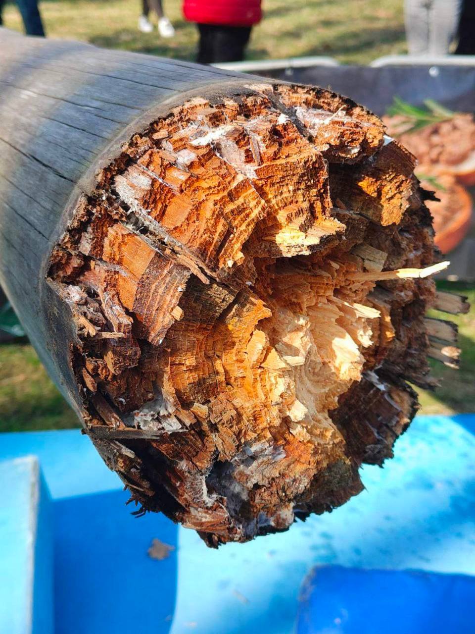 В Бресте в Парке культуры и отдыха упал столб