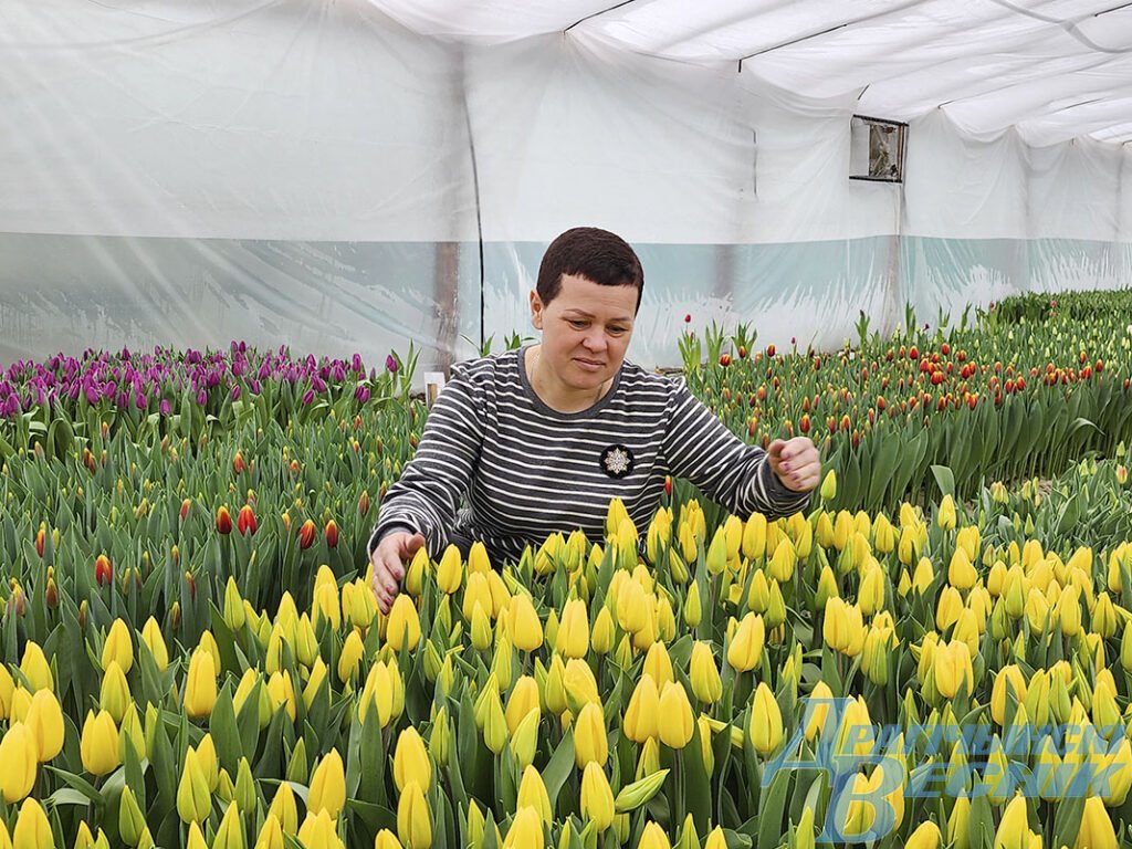 Семья из Дрогичина поделилась секретами выращивания тюльпанов