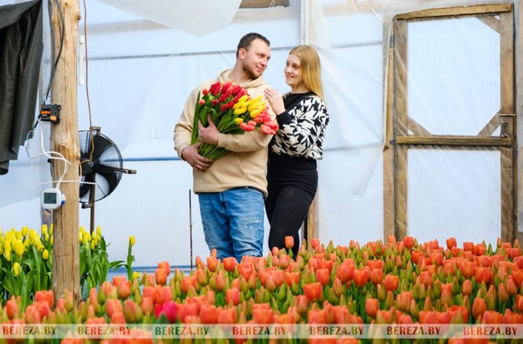 Молодая пара березовчан вырастила 50 тысяч тюльпанов