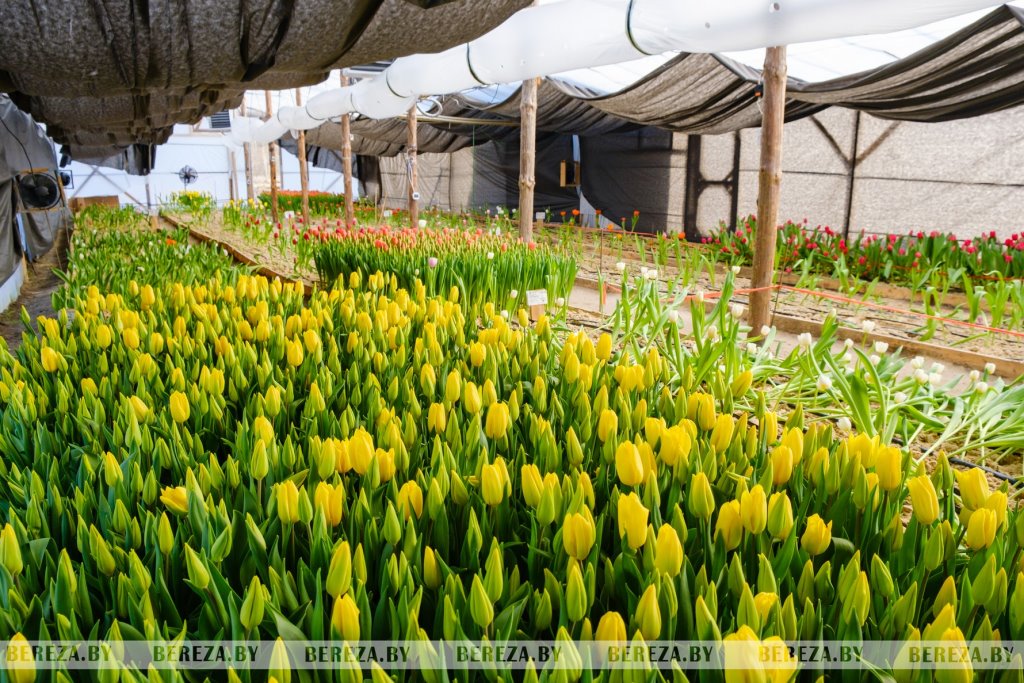 Молодая пара березовчан вырастила 50 тысяч тюльпанов