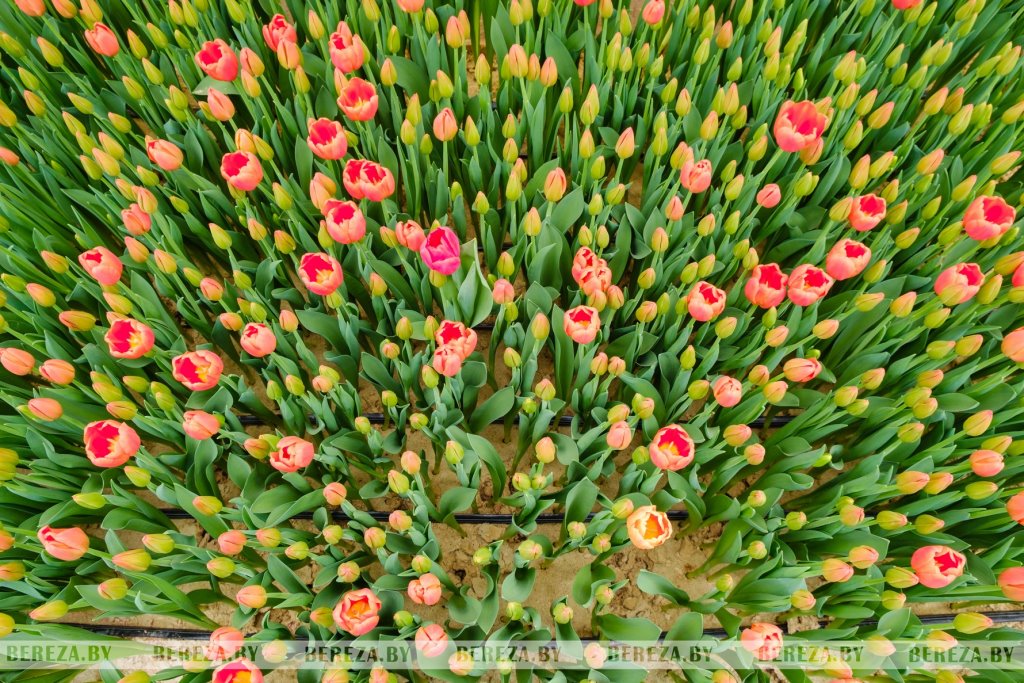 Молодая пара березовчан вырастила 50 тысяч тюльпанов