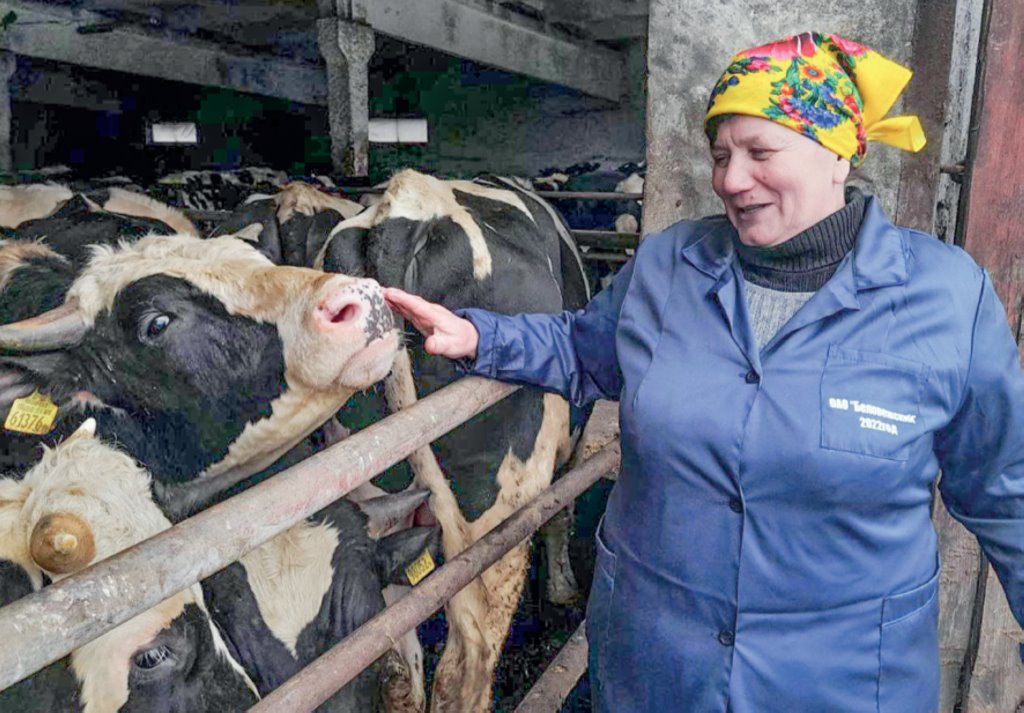 Когда бычки в Каменецком районе тяжелеют в сутки на 900 граммов…