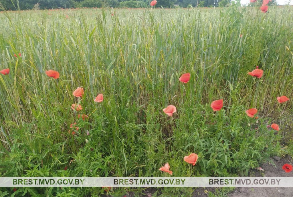 В Столинском районе уничтожено 1,3 тонны мака