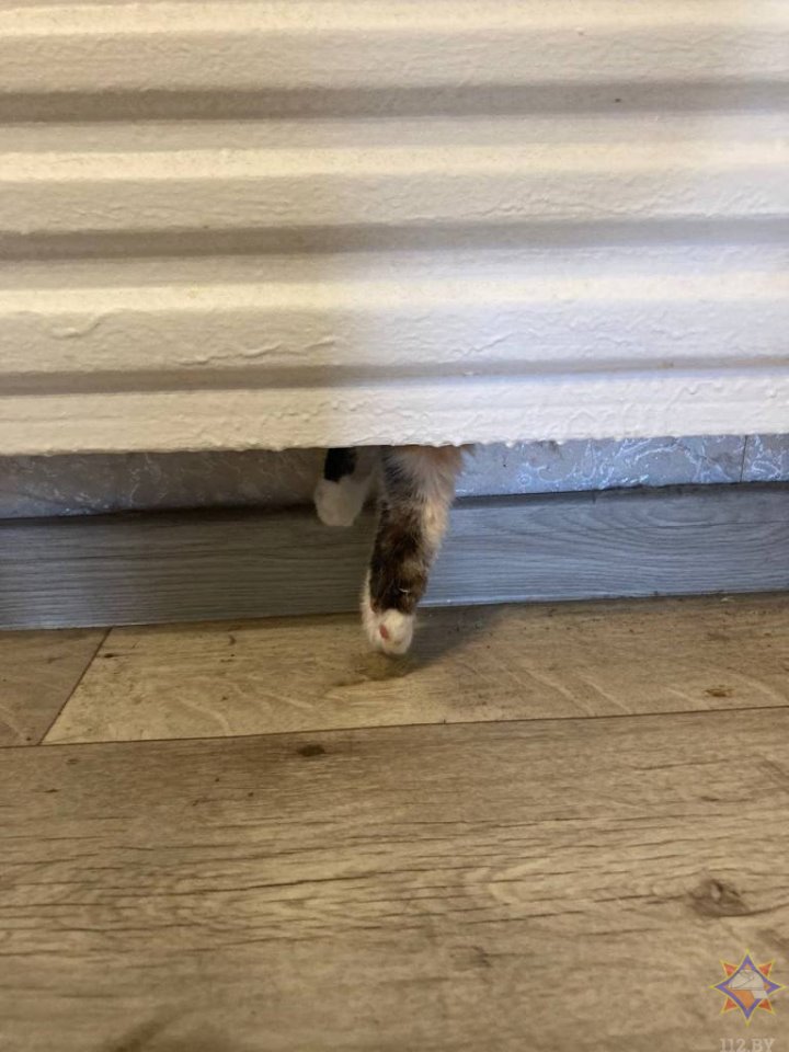 В Березе в батарее отопления застряла кошка