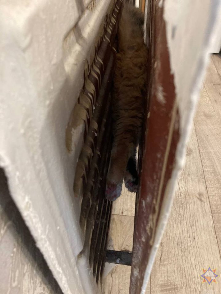 В Березе в батарее отопления застряла кошка