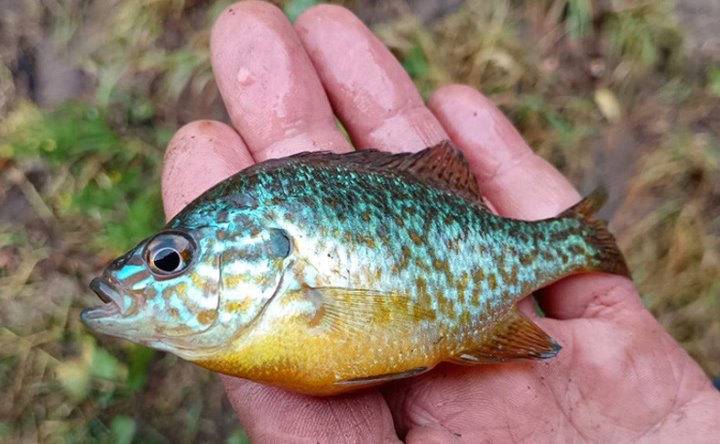 В Беларуси поймали редкого американского окуня - такие здесь водиться не должны