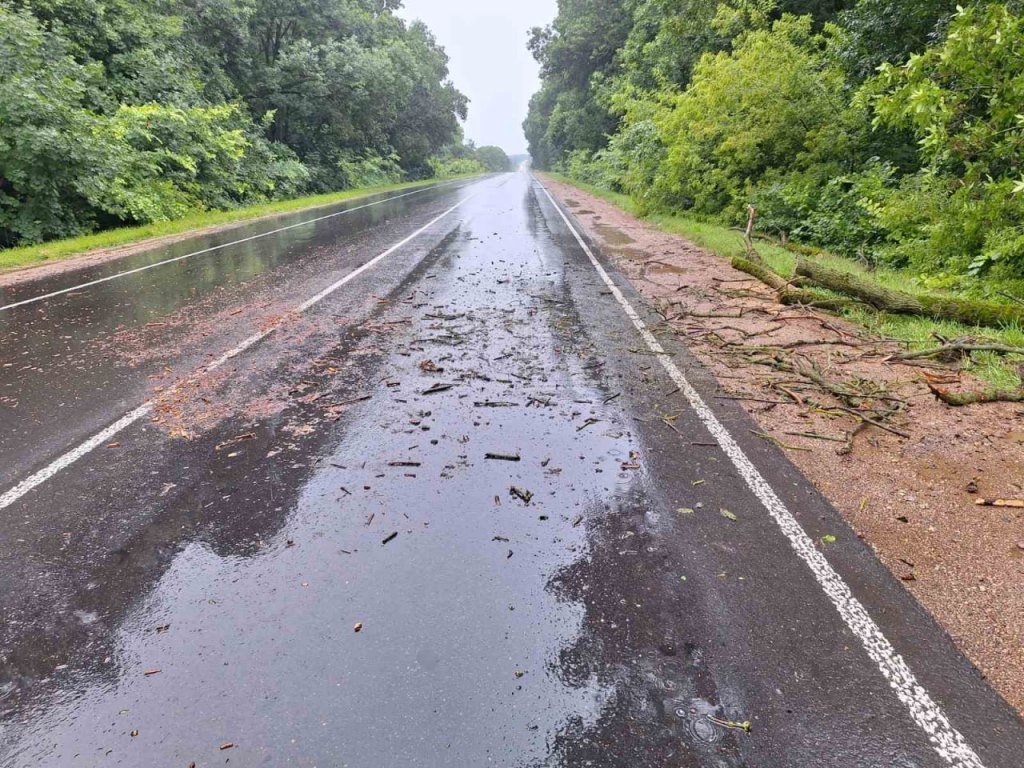 Вследствие сильного ветра на территории Брестской области зафиксированы факты падения деревьев