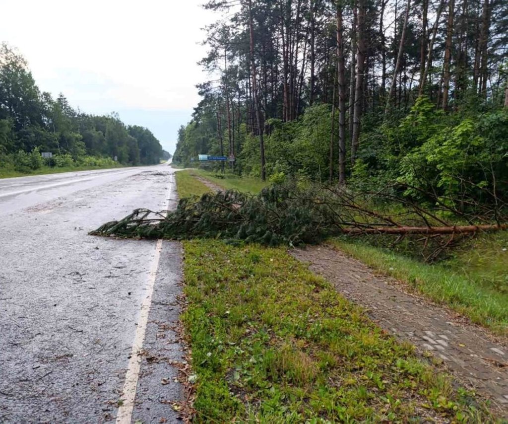 Вследствие сильного ветра на территории Брестской области зафиксированы факты падения деревьев
