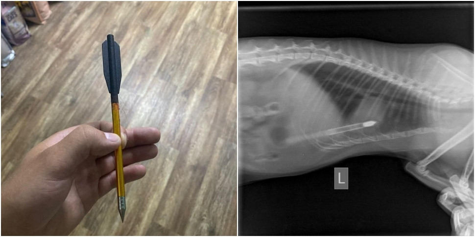 Стрела прошла через два легких. В Жлобине кто-то подстрелил кота из арбалета