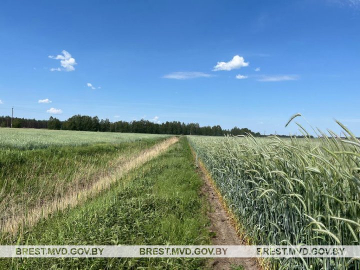 В Брестском районе уничтожено около пяти тонн дикорастущей конопли