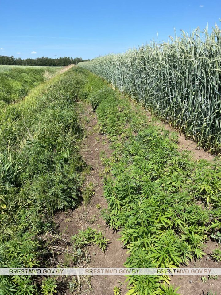 В Брестском районе уничтожено около пяти тонн дикорастущей конопли