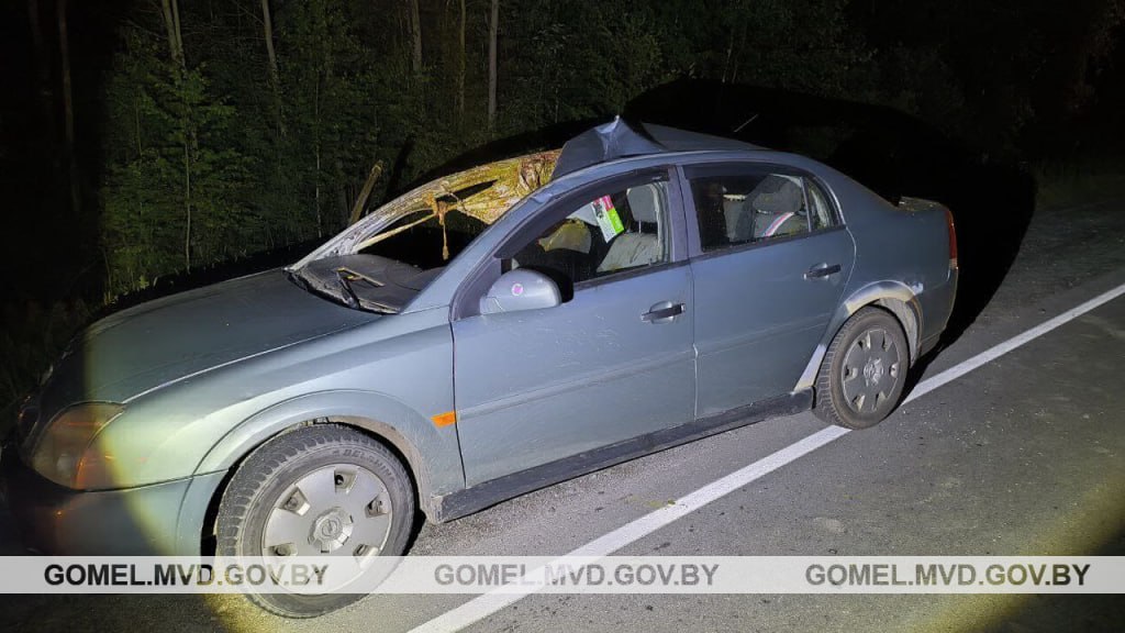 В Беларуси авто врезалось в выбежавшего лося, пострадала пассажирка и ее 6-летняя дочь