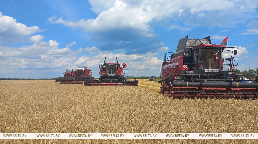 «Так рано жатву еще не начинали». Репортаж из Брестской области