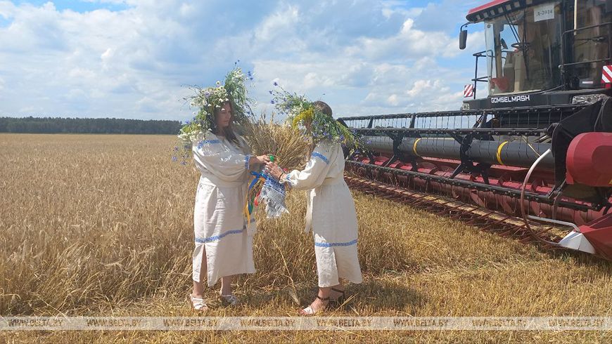 «Так рано жатву еще не начинали». Репортаж из Брестской области