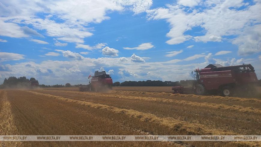 «Так рано жатву еще не начинали». Репортаж из Брестской области