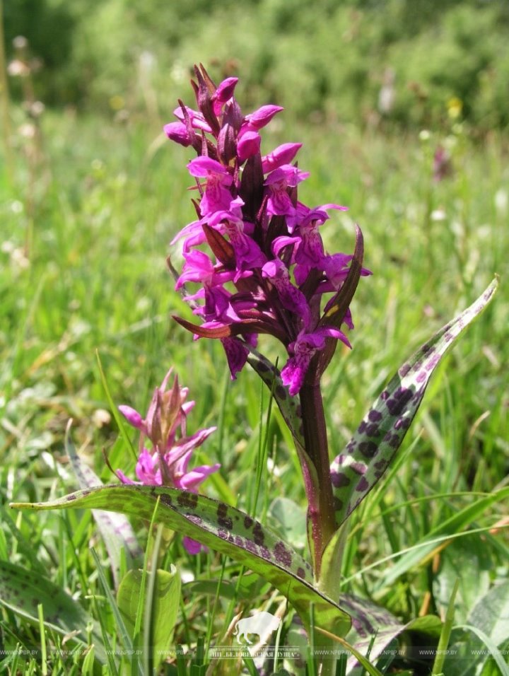 В Беловежской пуще нашли редкую орхидею