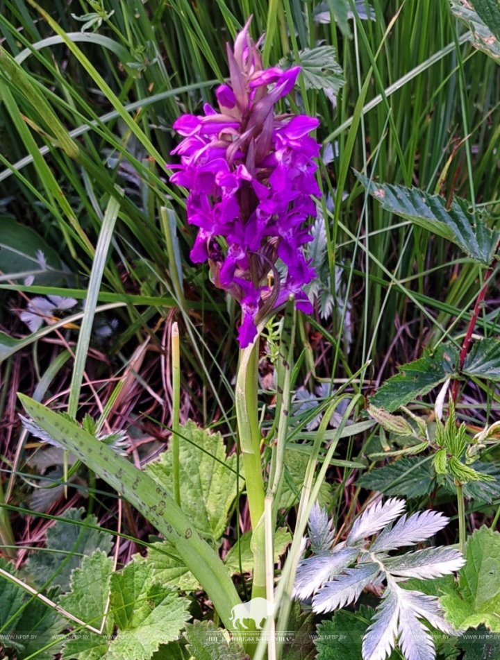 В Беловежской пуще нашли редкую орхидею