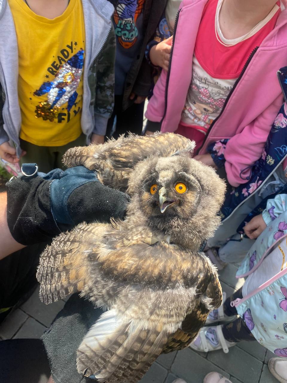 В Бресте спасли совёнка