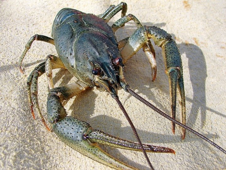 Штраф за особь — 60 рублей. В Госинспекции рассказали, как правильно ловить раков