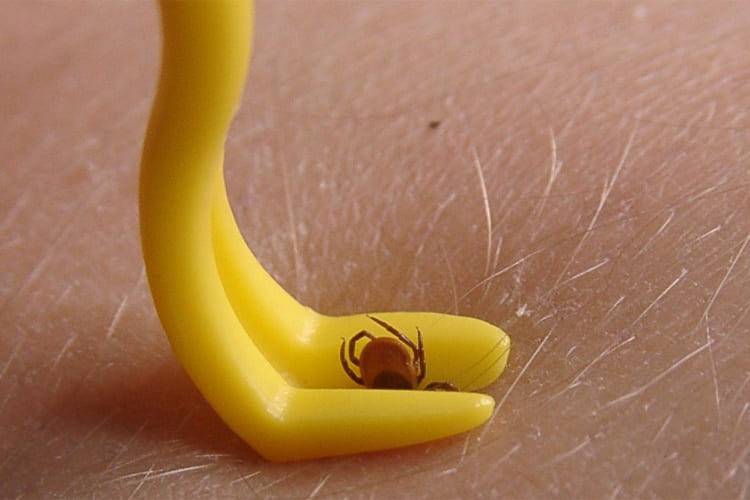 Названа самая привлекательная для клещей группа крови