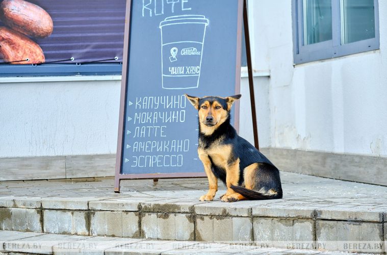 Узнали, можно ли заходить в магазин с домашним питомцем