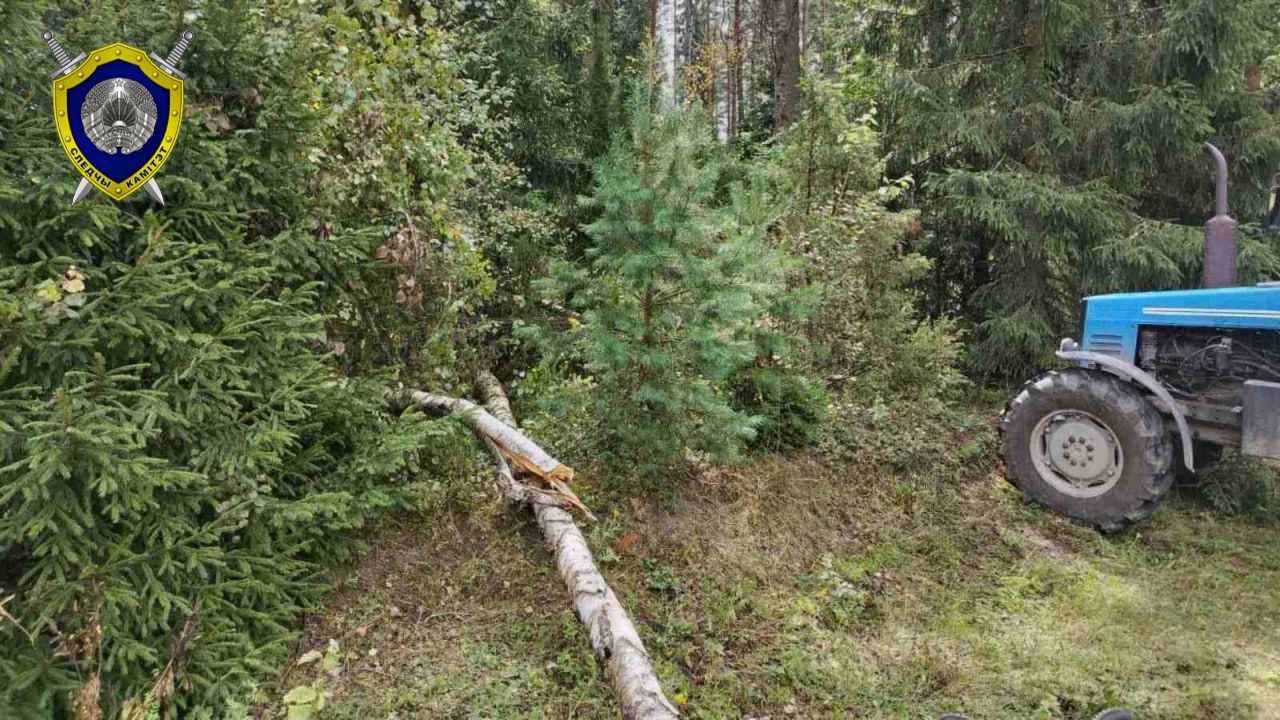 В Барановичском районе мужчину насмерть придавило деревом