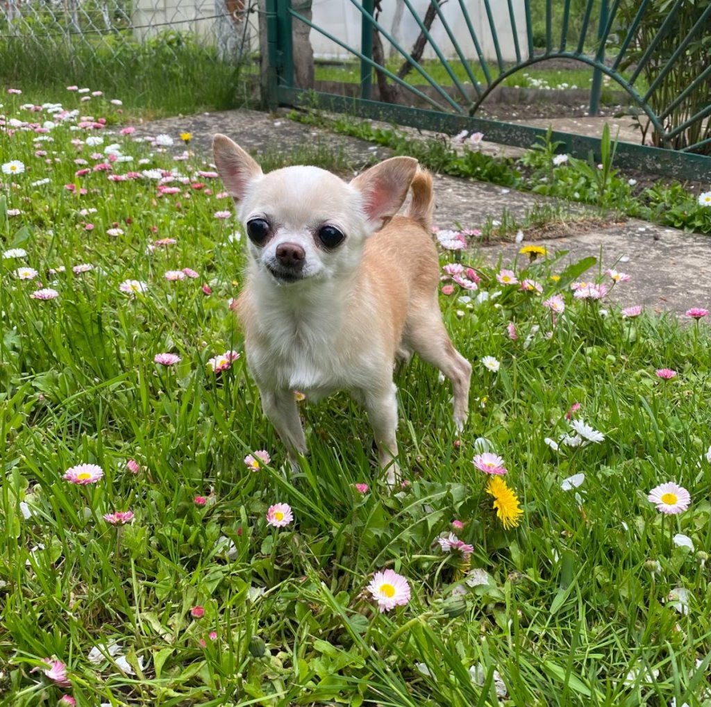 Кто виноват в смерти Гучи? В Гомеле соседский питбультерьер загрыз килограммовую чихуахуа