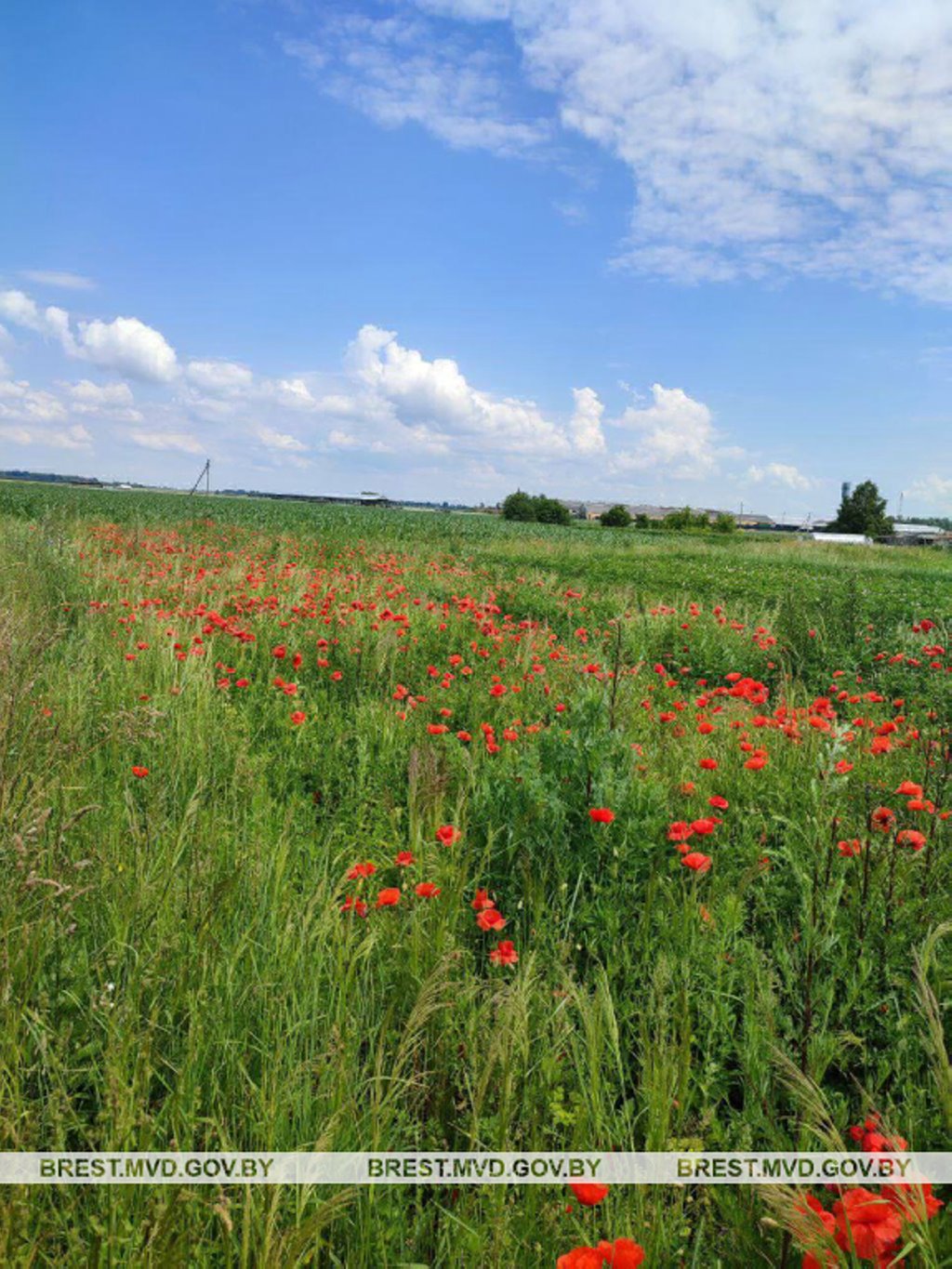 В Кобринском районе сотрудники милиции уничтожили более 2300 кг мака