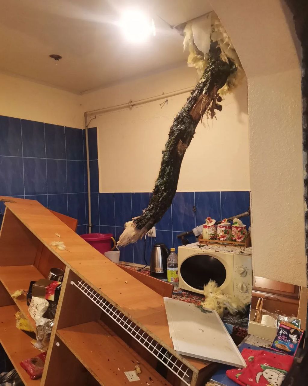 Под Гродно ветка дуба «зашла в гости» через крышу