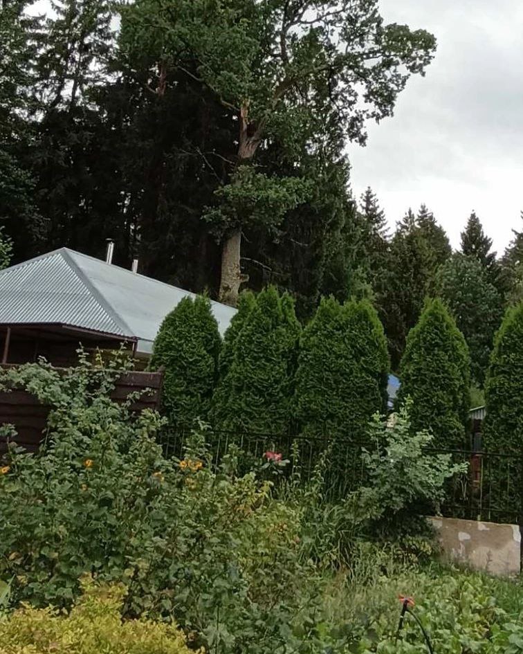 Под Гродно ветка дуба «зашла в гости» через крышу