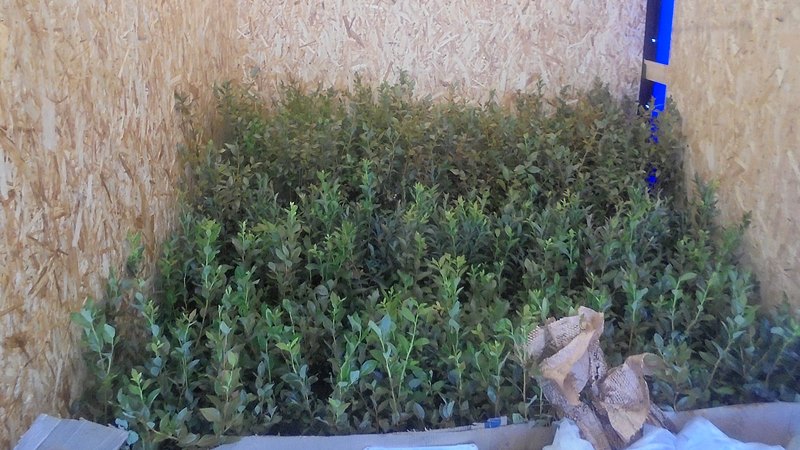 Из Беларуси в Россию не пропустили партию саженцев голубики