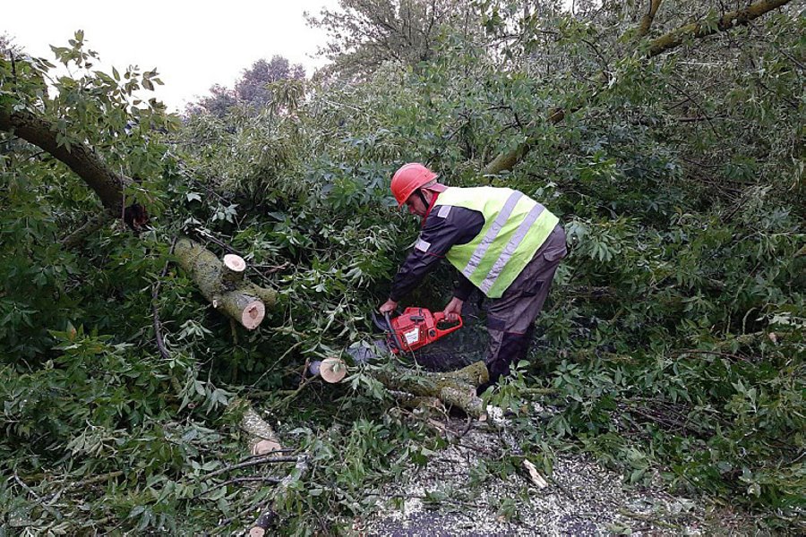 В Беларуси вследствие падений деревьев во время урагана погибло семь человек