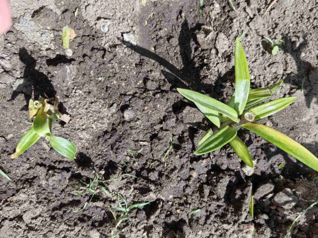 «Пришел ровно в 4 утра». «Романтик с большой дороги» оставил многоэтажку без лилий