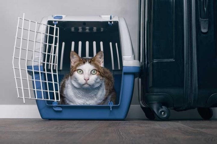 Как правильно ввезти животное в Беларусь – вот главные правила