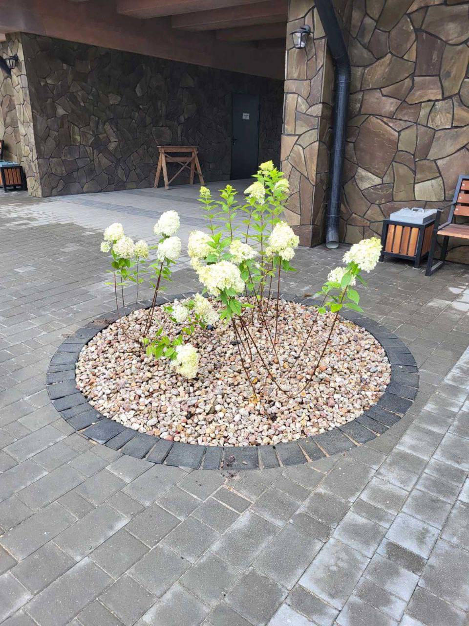 Беловежская пуща преображается