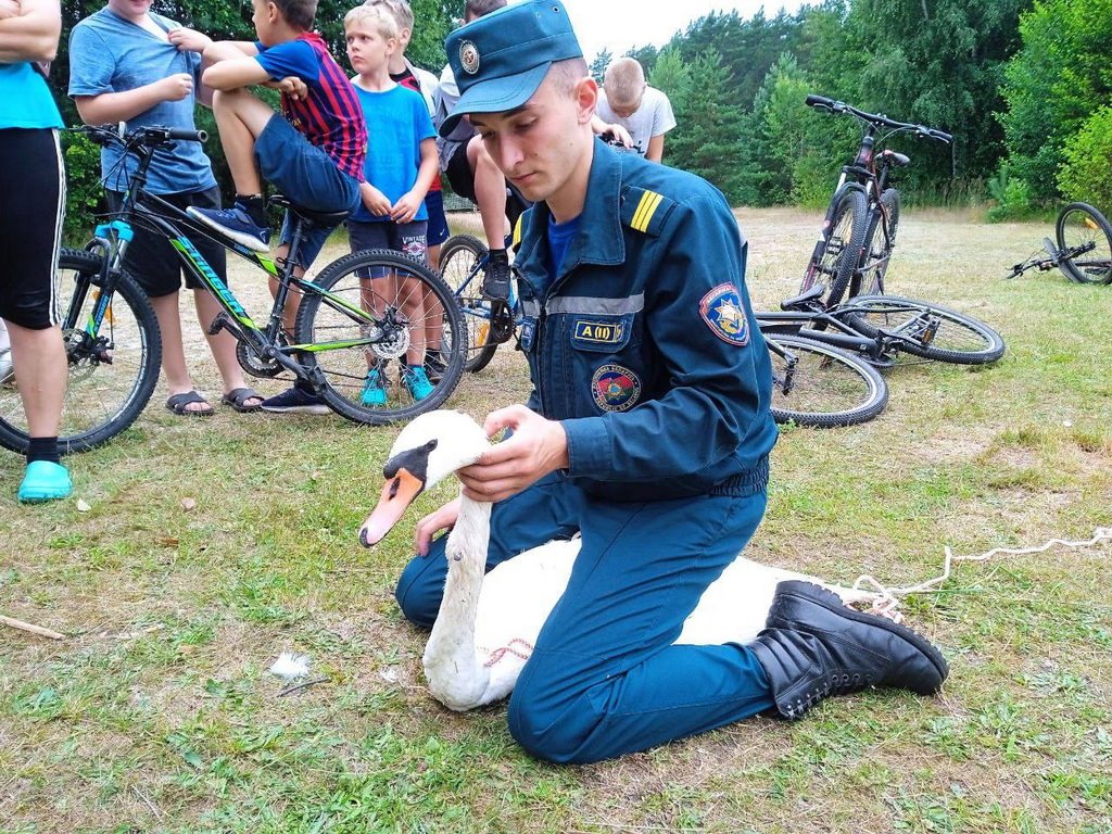В шее застряла рыболовная блесна. Кобринские спасатели пришли на помощь лебедю