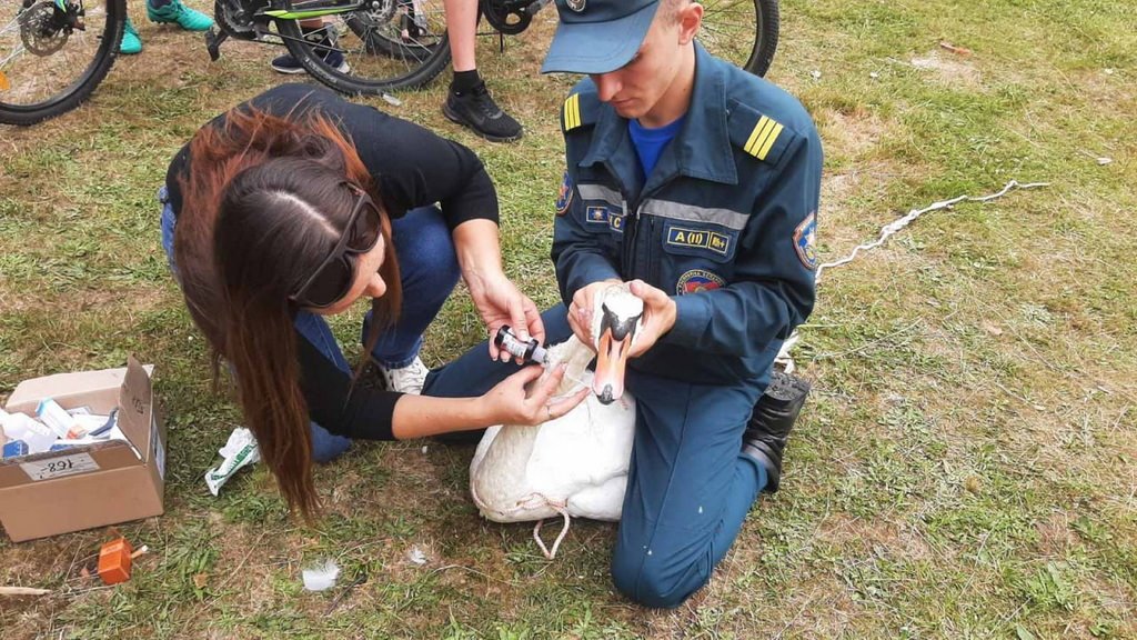 В шее застряла рыболовная блесна. Кобринские спасатели пришли на помощь лебедю