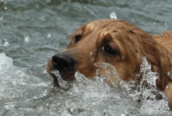 В Беларуси мужчина утонул, спасая собаку