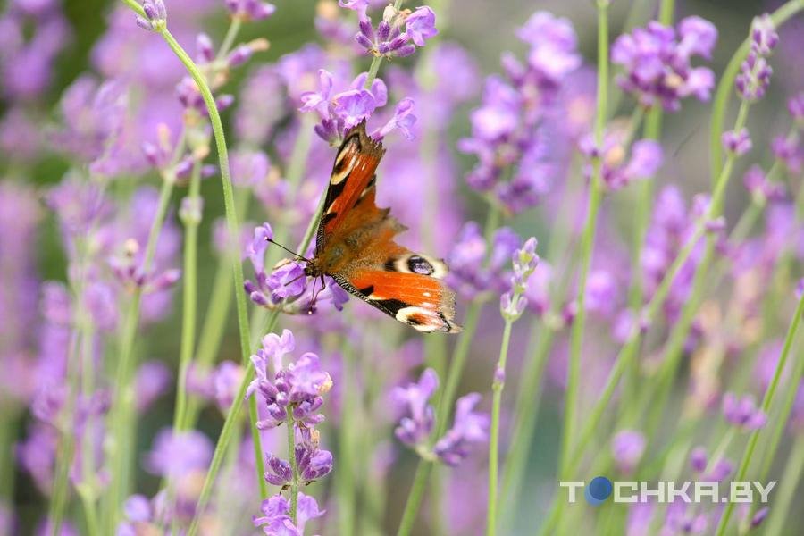 Под Пинском семья создала лавандовую ферму