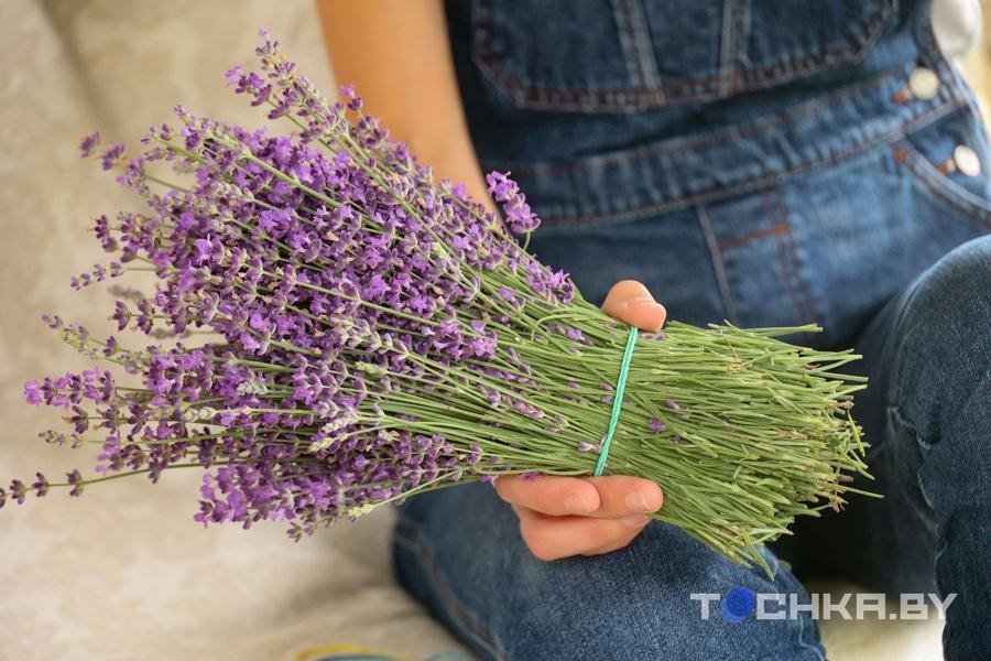 Под Пинском семья создала лавандовую ферму