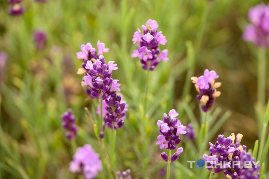 Под Пинском семья создала лавандовую ферму