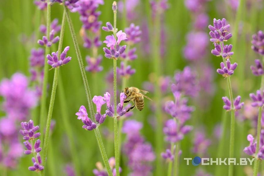 Под Пинском семья создала лавандовую ферму