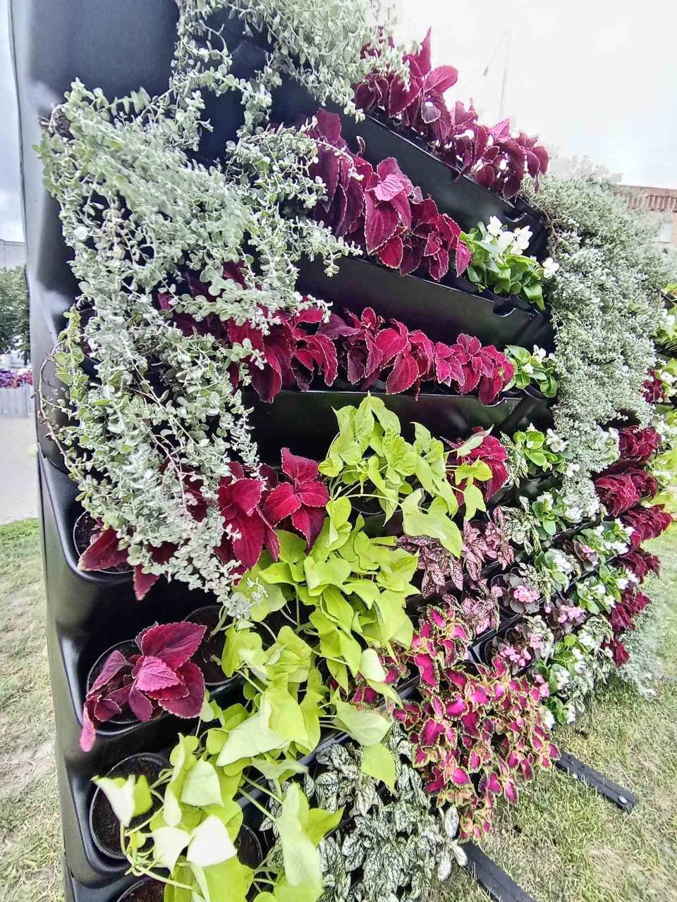 Специалисты ПКУП «Коммунальник» украсили Брест цветами