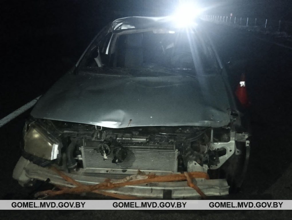 Лось выбежал на трассу М10 и столкнулся с авто