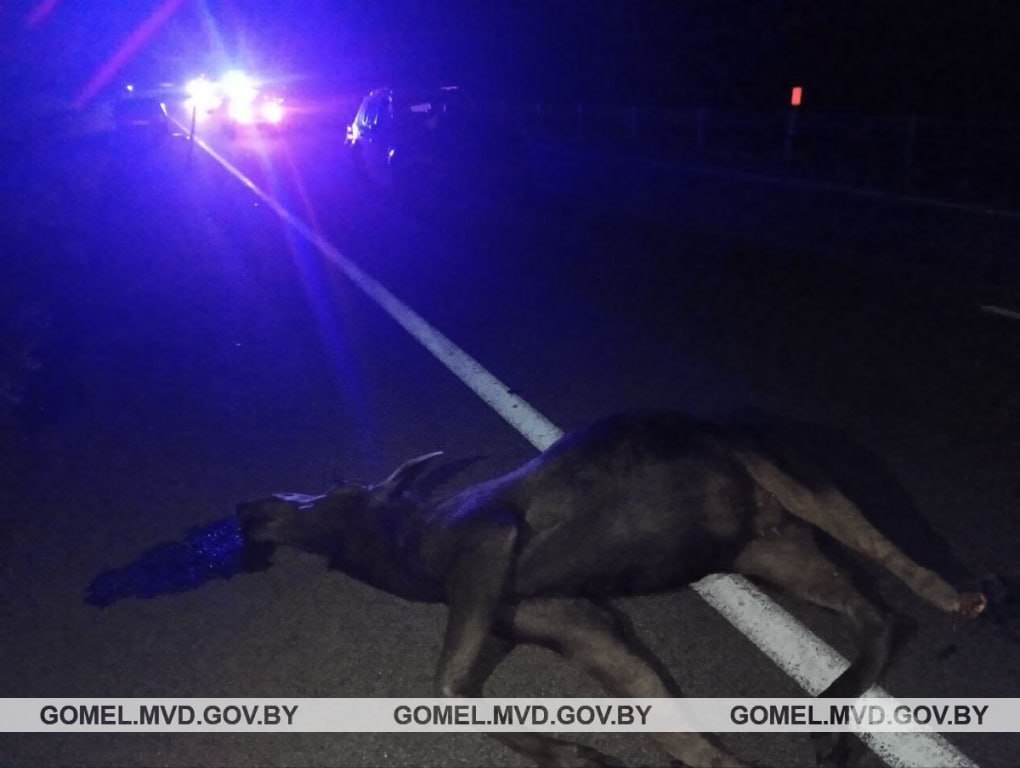 Лось выбежал на трассу М10 и столкнулся с авто