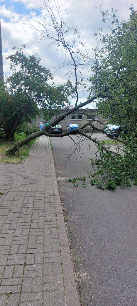 Последствия сильного порывистого ветра в Бресте