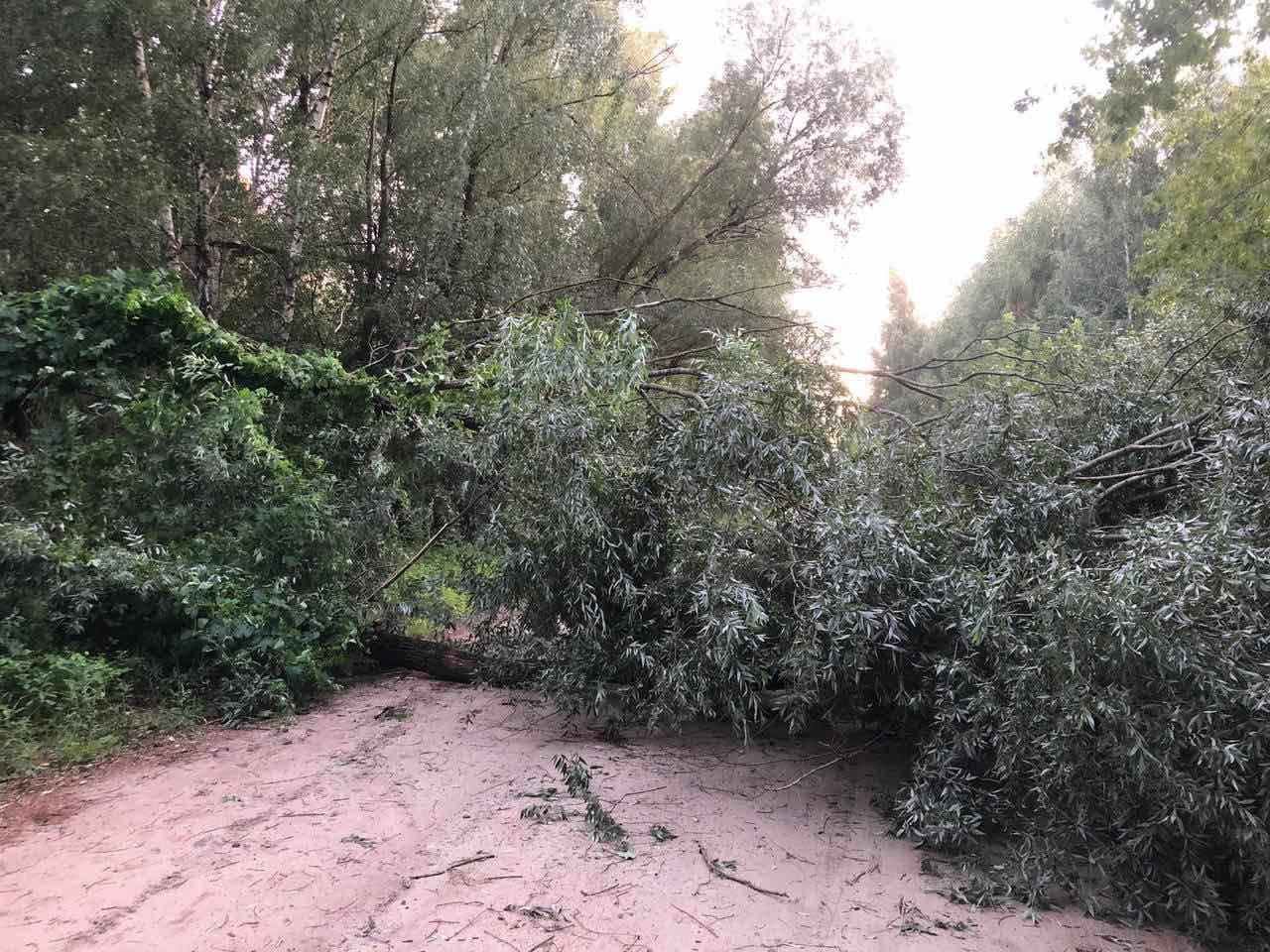 Последствия сильного порывистого ветра в Бресте