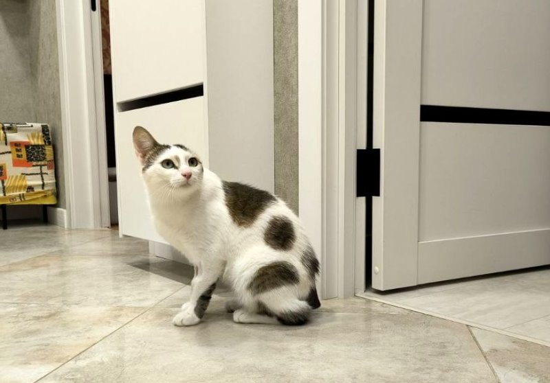 В Гомеле кто-то калечит и убивает котов