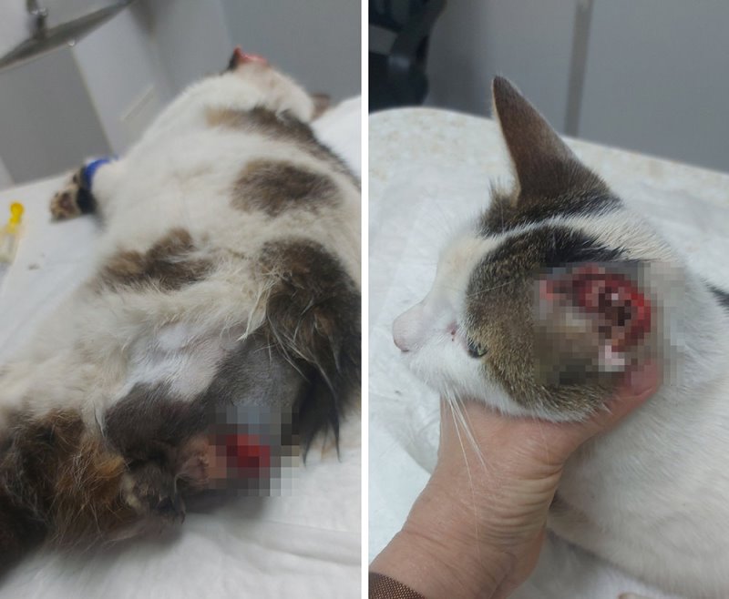 В Гомеле кто-то калечит и убивает котов